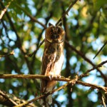 Waldohreule auf der Fideliswiese 2017 Foto: Barbara Böhme