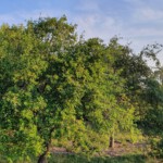 Fidelishaus mit Zwiebelturm im Hintergrund