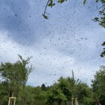 Schwarmbienen