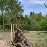 Totholzhaufen mit Schwarmbienen